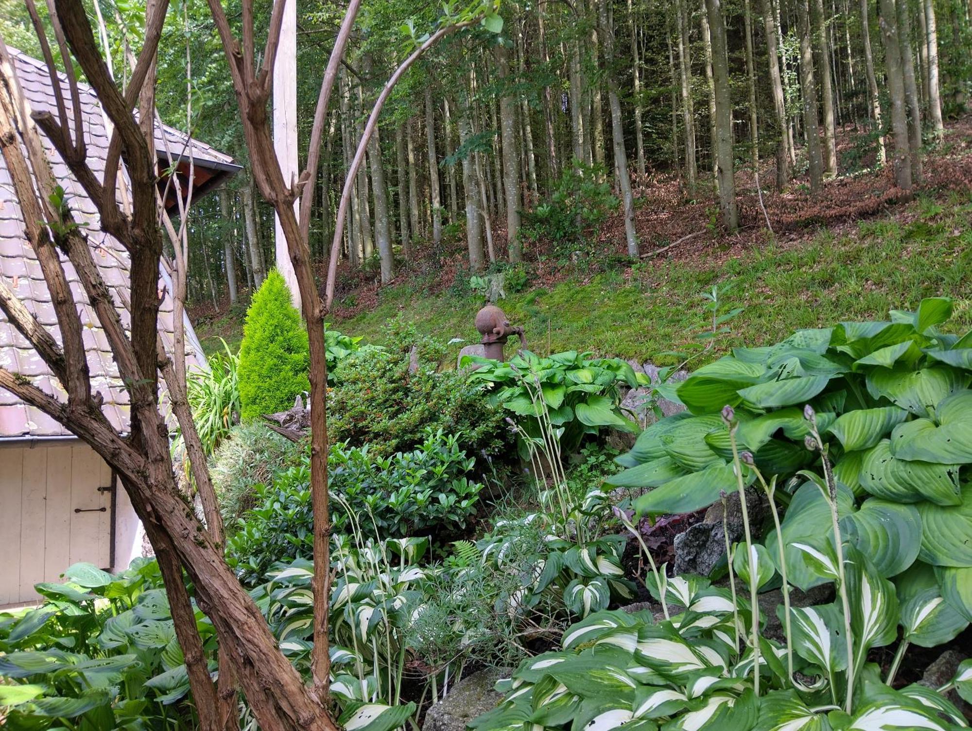 ザスバッハヴァルデンHaus "Guck - Ins - Tal"アパートメント エクステリア 写真