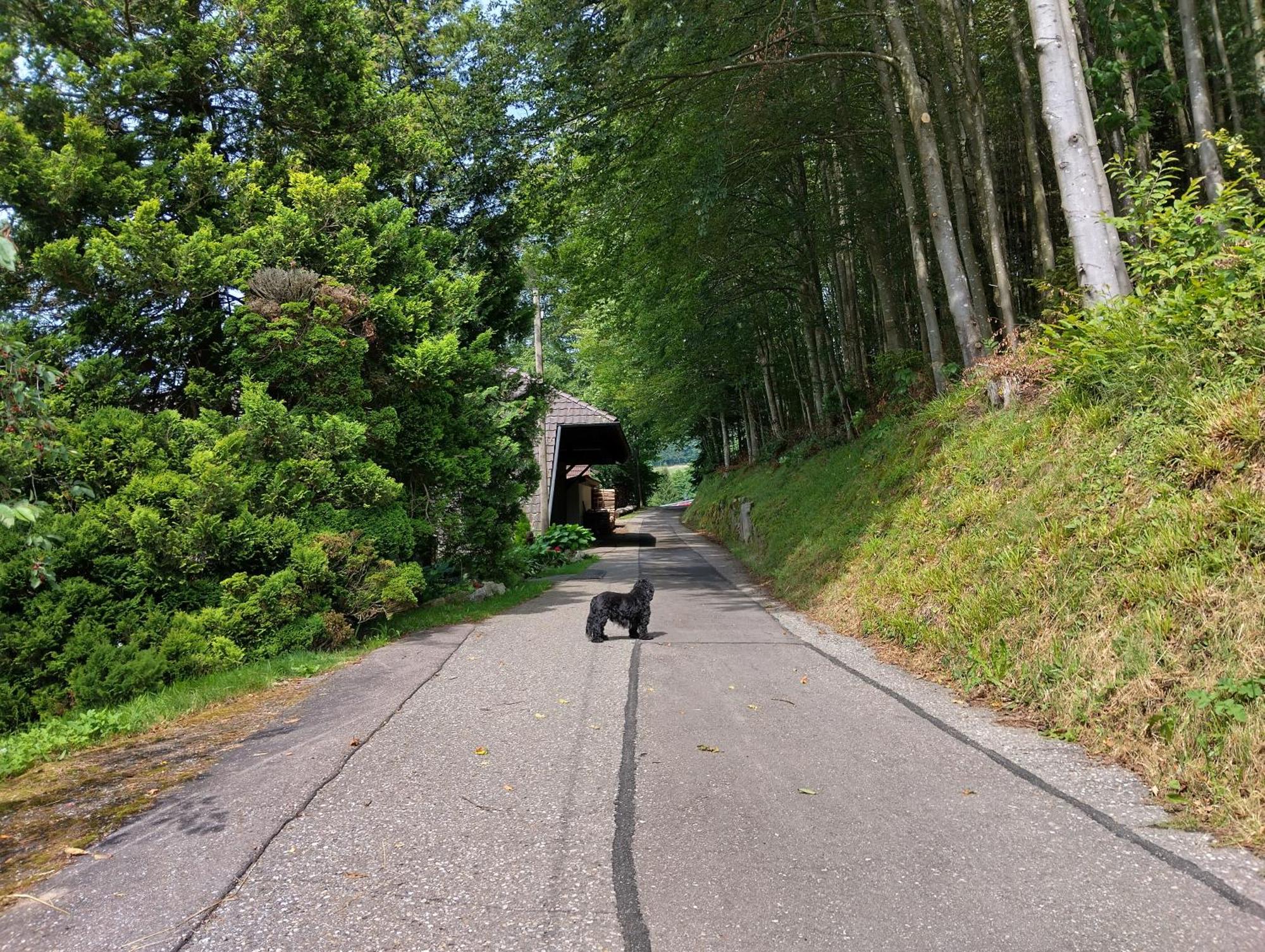 ザスバッハヴァルデンHaus "Guck - Ins - Tal"アパートメント エクステリア 写真